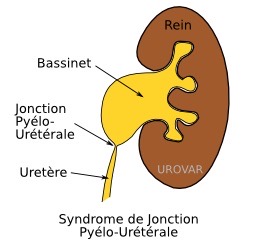 anatomie jonction