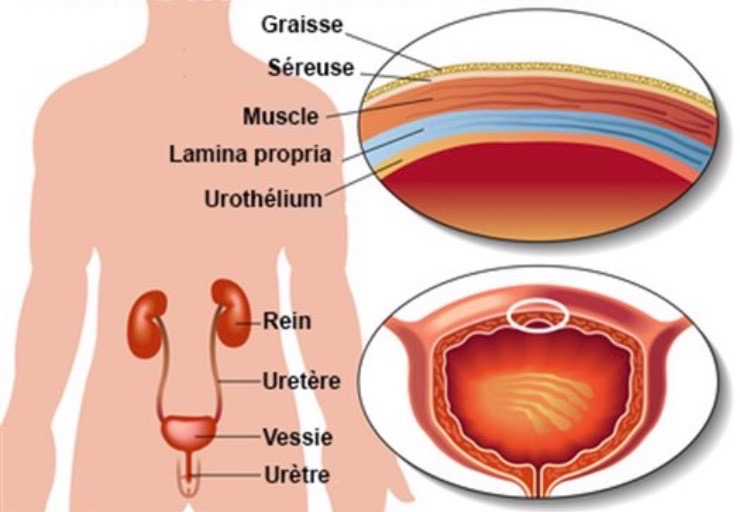 Anatomie de l'urètre chez l'homme